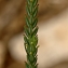  Daniel K - Crucianella angustifolia L. [1753]