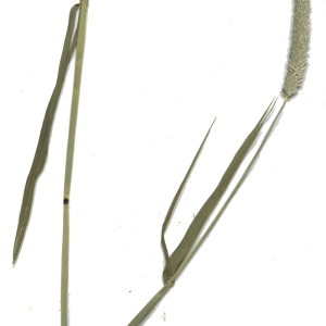 Photographie n°181415 du taxon Alopecurus myosuroides Huds. [1762]