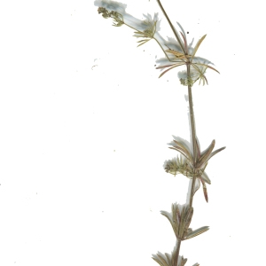 Photographie n°181424 du taxon Galium mollugo L. [1753]