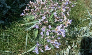 Adélaïde BUGUELLOU, le 13 août 2013 (Saint-Valery-sur-Somme (Plage Saint valery s/S))