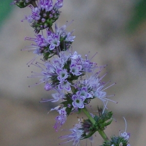 Mentha sp.