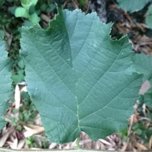 Photographie n°181438 du taxon Corylus avellana L. [1753]