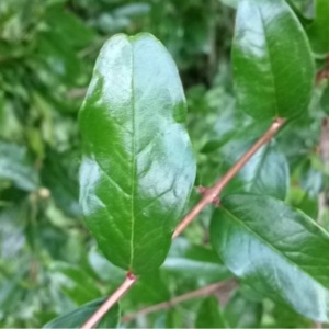 Photographie n°181441 du taxon Punica granatum L. [1753]