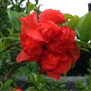 Photographie n°181443 du taxon Punica granatum L. [1753]