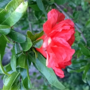 Photographie n°181444 du taxon Punica granatum L. [1753]