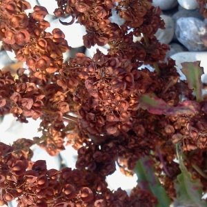  - Rumex crispus subsp. littoreus (Hardy) Akeroyd [1989]