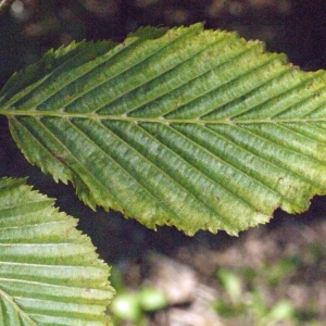 Photographie n°181467 du taxon Carpinus betulus L. [1753]