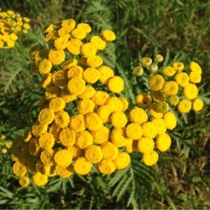 Photographie n°181470 du taxon Tanacetum vulgare L. [1753]