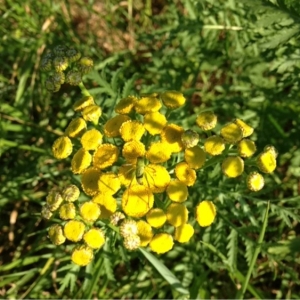Photographie n°181471 du taxon Tanacetum vulgare L. [1753]