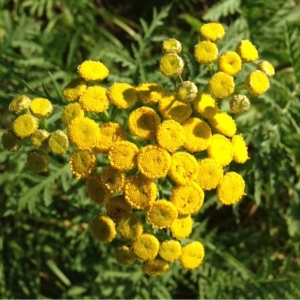 Photographie n°181474 du taxon Tanacetum vulgare L. [1753]