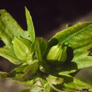 Photographie n°181475 du taxon Carpinus betulus L. [1753]