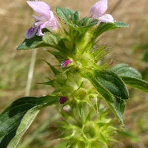 Photographie n°181521 du taxon Galeopsis tetrahit L.