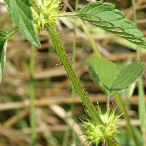 Photographie n°181523 du taxon Galeopsis tetrahit L.