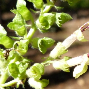 Photographie n°181530 du taxon Teucrium scorodonia L. [1753]