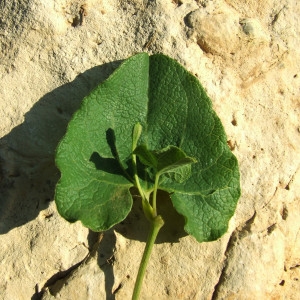 Photographie n°181551 du taxon Aristolochia pistolochia L. [1753]