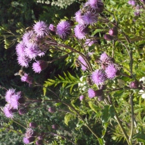 Photographie n°181553 du taxon Cirsium arvense (L.) Scop. [1772]