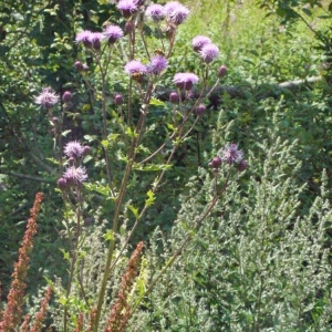 Photographie n°181554 du taxon Cirsium arvense (L.) Scop. [1772]