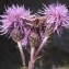  Liliane Roubaudi - Cirsium arvense (L.) Scop. [1772]