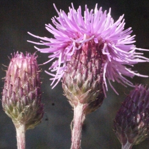 Photographie n°181558 du taxon Cirsium arvense (L.) Scop. [1772]