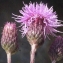  Liliane Roubaudi - Cirsium arvense (L.) Scop. [1772]