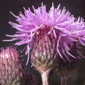 Photographie n°181560 du taxon Cirsium arvense (L.) Scop. [1772]