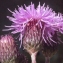  Liliane Roubaudi - Cirsium arvense (L.) Scop. [1772]