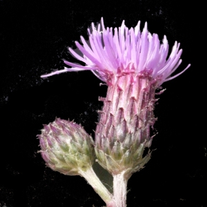 Serratula setosa Willd. (Cirse des champs)