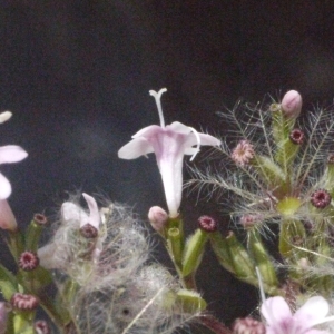 Photographie n°181572 du taxon Valeriana officinalis L. [1753]