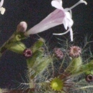 Photographie n°181573 du taxon Valeriana officinalis L. [1753]