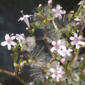 Photographie n°181575 du taxon Valeriana officinalis L. [1753]