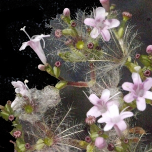 Photographie n°181579 du taxon Valeriana officinalis L. [1753]