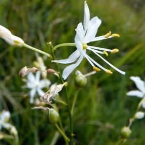 Photographie n°181586 du taxon Anthericum ramosum L. [1753]