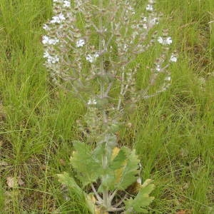 Photographie n°181589 du taxon Salvia aethiopis L.