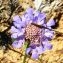  Alain Bigou - Scabiosa cinerea subsp. cinerea