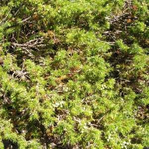  - Juniperus communis subsp. communis