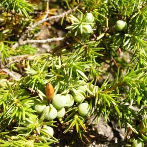  - Juniperus communis subsp. communis