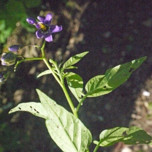 Photographie n°181632 du taxon Solanum dulcamara L. [1753]