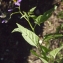  Liliane Roubaudi - Solanum dulcamara L. [1753]
