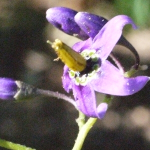 Photographie n°181634 du taxon Solanum dulcamara L. [1753]