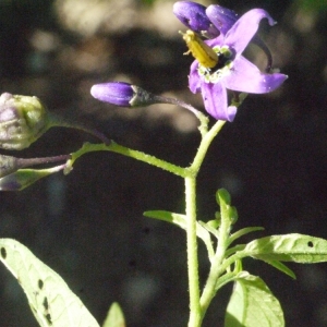 Photographie n°181635 du taxon Solanum dulcamara L. [1753]