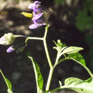 Photographie n°181636 du taxon Solanum dulcamara L. [1753]