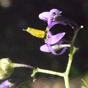 Photographie n°181637 du taxon Solanum dulcamara L. [1753]