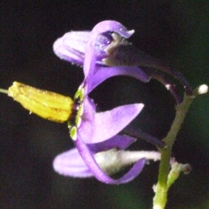 Photographie n°181638 du taxon Solanum dulcamara L. [1753]