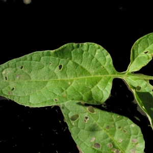 Photographie n°181641 du taxon Solanum dulcamara L. [1753]