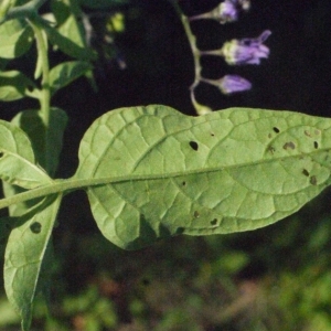 Photographie n°181642 du taxon Solanum dulcamara L. [1753]