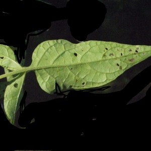 Photographie n°181643 du taxon Solanum dulcamara L. [1753]