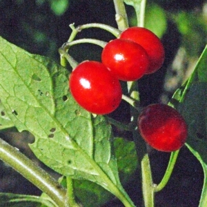 Photographie n°181646 du taxon Solanum dulcamara L. [1753]