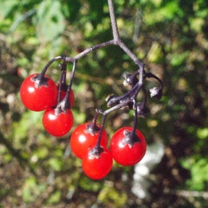 Photographie n°181647 du taxon Solanum dulcamara L. [1753]