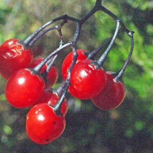 Photographie n°181649 du taxon Solanum dulcamara L. [1753]