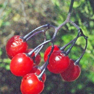 Photographie n°181651 du taxon Solanum dulcamara L. [1753]